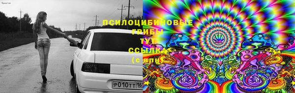 стаф Новокубанск